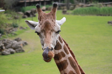 Giraffe