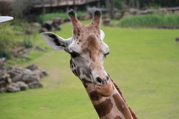 Giraffe