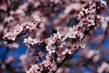 Branch of prunus serrulata japanese cherry in the spring garden