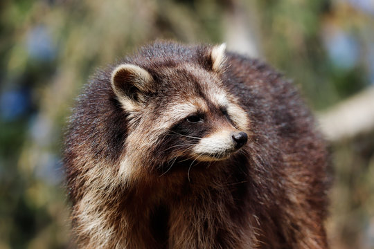 Portrait of adult female common raccoon