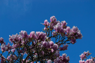Magnolienbaum
