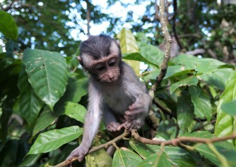 Baby monkey in Bali