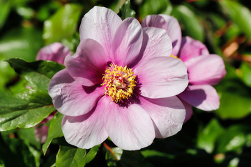 Fototapeta premium Close-up of pastel rosa peony (paeony) flower in the spring garden