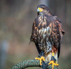 Harris's hawk - Wüstenbussard