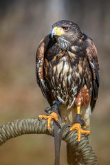 Harris's hawk - Wüstenbussard