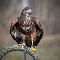 Harris's hawk - Wüstenbussard