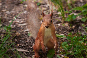 Naklejka na ściany i meble orange squirrel. orange flurry squirrel stands on its hind legs and spread its front paws for hugs. Sciurus, Tamiasciurus, Pine squirrels
