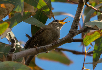 SCricciolo (Troglodites troglodites)