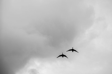 Swans flighing against a cloudy sky - copy space