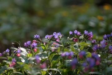 Fototapeta premium Pulmonaria flowers in the forest in sunlight on the background of forest flowers