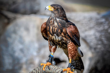 Harris's hawk - Wüstenbussard