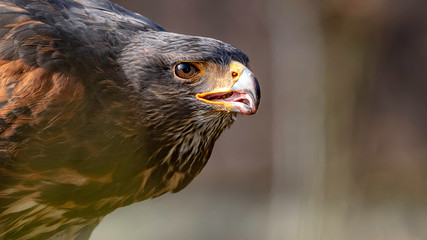 Harris's hawk - Wüstenbussard