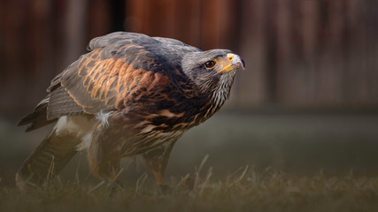 Harris's hawk - Wüstenbussard
