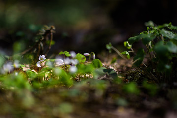 Anemone nemorosa closeup on a sunny day.