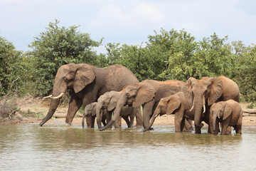 Afrikanischer Elefant / African elephant / Loxodonta africana