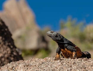 Arizona Desert Chuckwalla Lizzard
