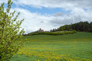 Blühende Wiese vor der Wachsenburg