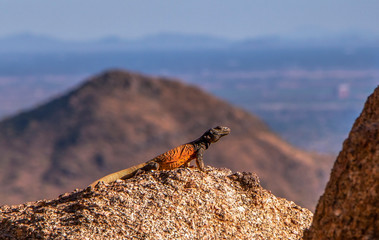 Chuckwalla Desert Lizard