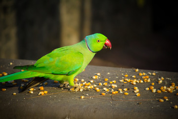 Green Indian Ringneck Parakeet, Colorful Parrot eating corn slice, Phuket Bird Park,