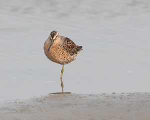 Short-billed Dowitcher
