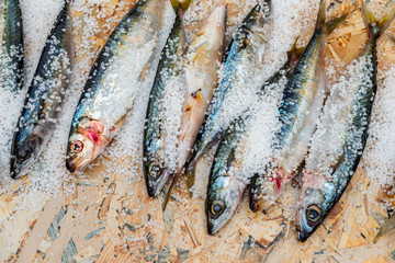 Whole raw organic mackerel fish with sea salt lying on a flat surface