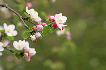 branch with apple blossoms and buds