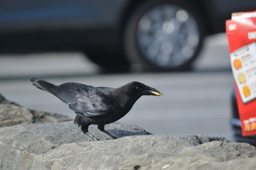 Wild Crow eats Cheese - its