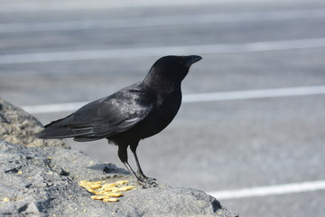 Wild Crow eats Cheese - its