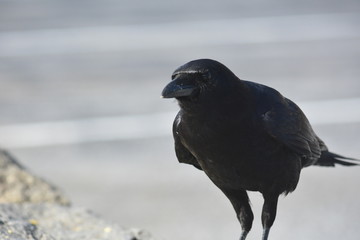 Wild Crow eats Cheese - its