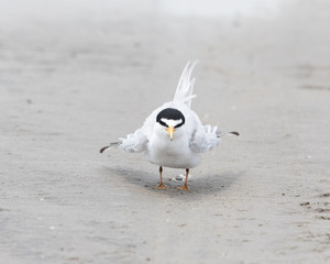 Least Tern