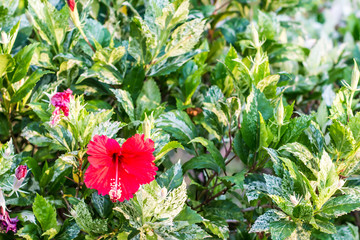 Red Flowers at a park in Bangkok