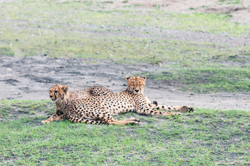 Cheetahs of Tanzania