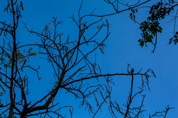 Dark Blue branches