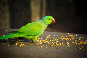 Green Indian Ringneck Parakeet, Colorful Parrot eating corn slice, Phuket Bird Park,