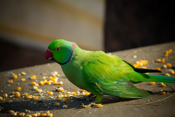 Green Indian Ringneck Parakeet, Colorful Parrot eating corn slice, Phuket Bird Park,