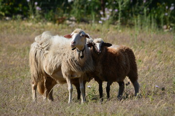 Pecore al pascolo