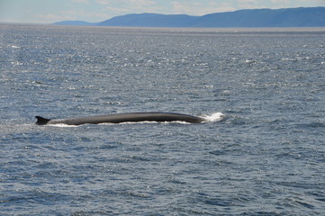 Baleine-Rorqual à Tadoussac 