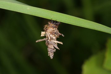 Psychidae Sackträger , Sack und Raupe DE, Mosel, Kröv 19.05.2012