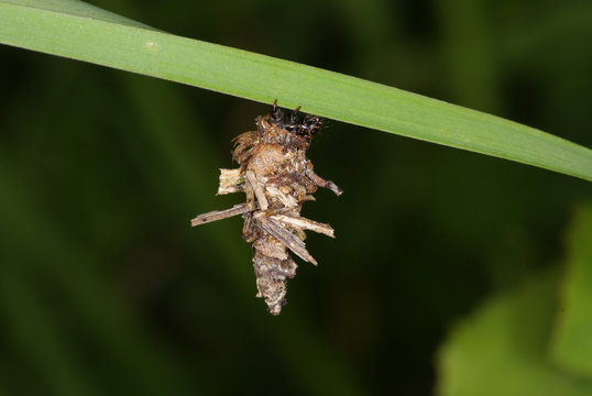 Psychidae Images – Browse 560 Stock Photos, Vectors, and Video