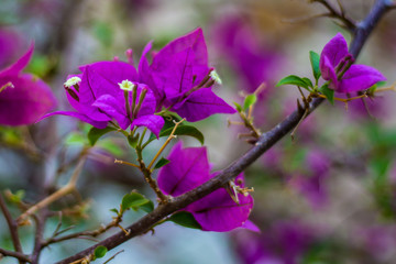 Purple flowers at a park in bangkok
