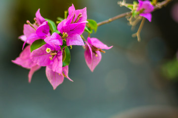 pink flowers in the park in bangkok 