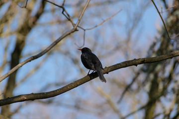 Eurasian blackbird on a branch