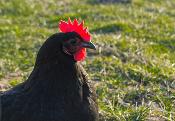Huhn