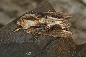 Egira conspicillaris (LINNAEUS, 1758) Holzrindeneule DE, Mosel, Kröv 18.05.2012