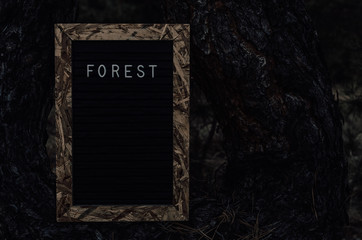 Letter board with inscription forest installed on a pine tree in forest.