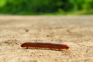 Red and black worm in the dirt with green plants gusano rojo y negro en la tierra con plantas verdes