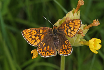Hamearis lucina (LINNAEUS, 1758) - Schlüsselblumen-Würfelfalter , Perlbinde DE, Eifel, Nonnenbachtal 19.05.2012