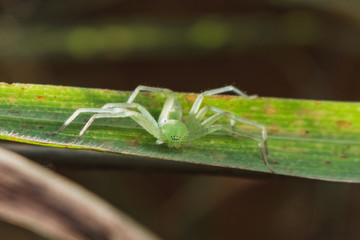 gree spider