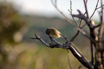 sparrow on a branch