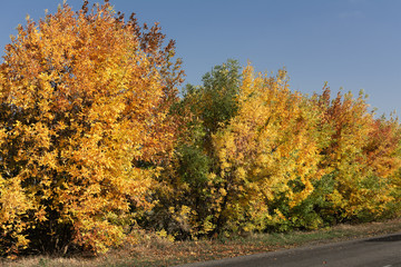 Fototapeta premium Autumn landscape along the road, Ukraine, Kuchurgan